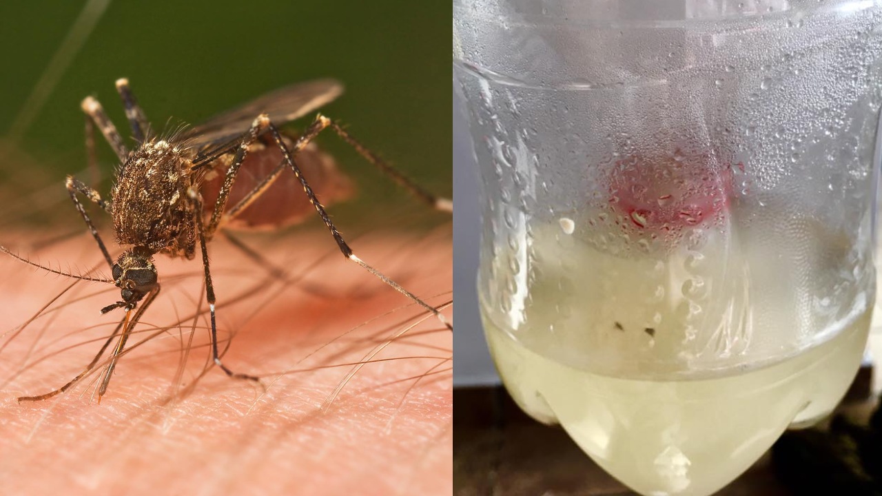 Cómo hacer trampa casera para mosquitos