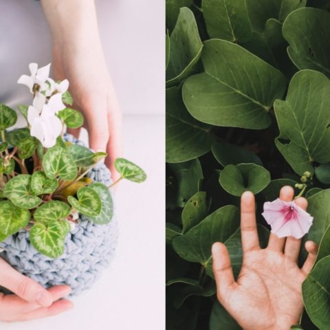 Trucos para que tus plantas florezcan más