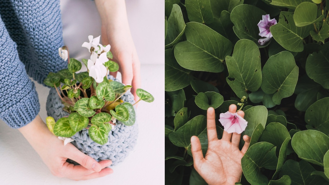 Trucos para que tus plantas florezcan más