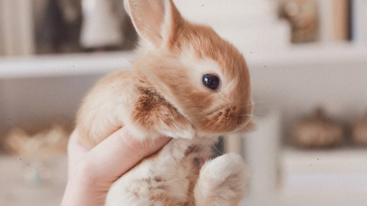 es verdad que orina de conejo es mala para mujeres