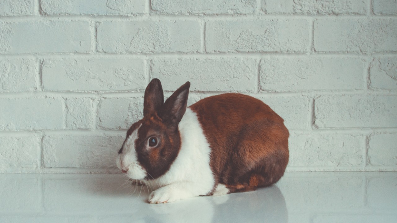 es peligroso tener conejo como mascota