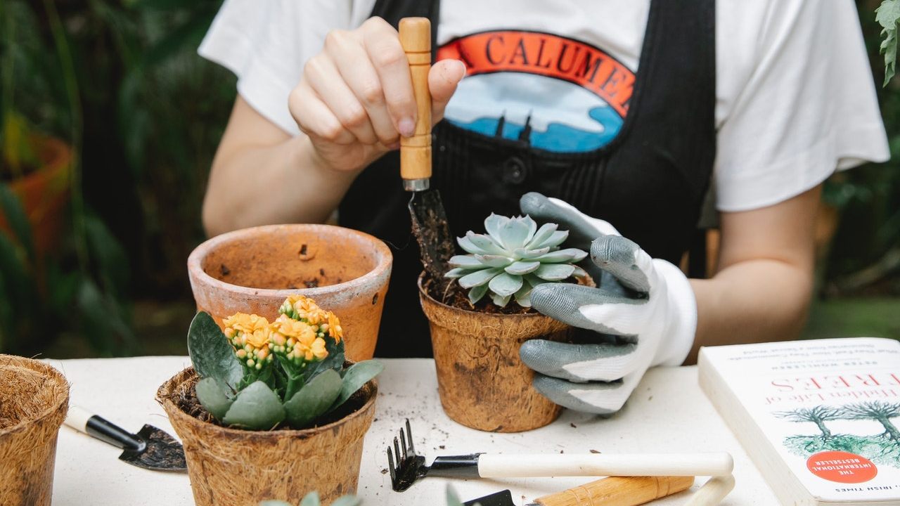 aspirina usos en la jardinería