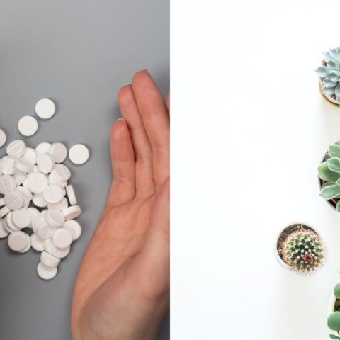 plantas suculentas trucos con aspirina