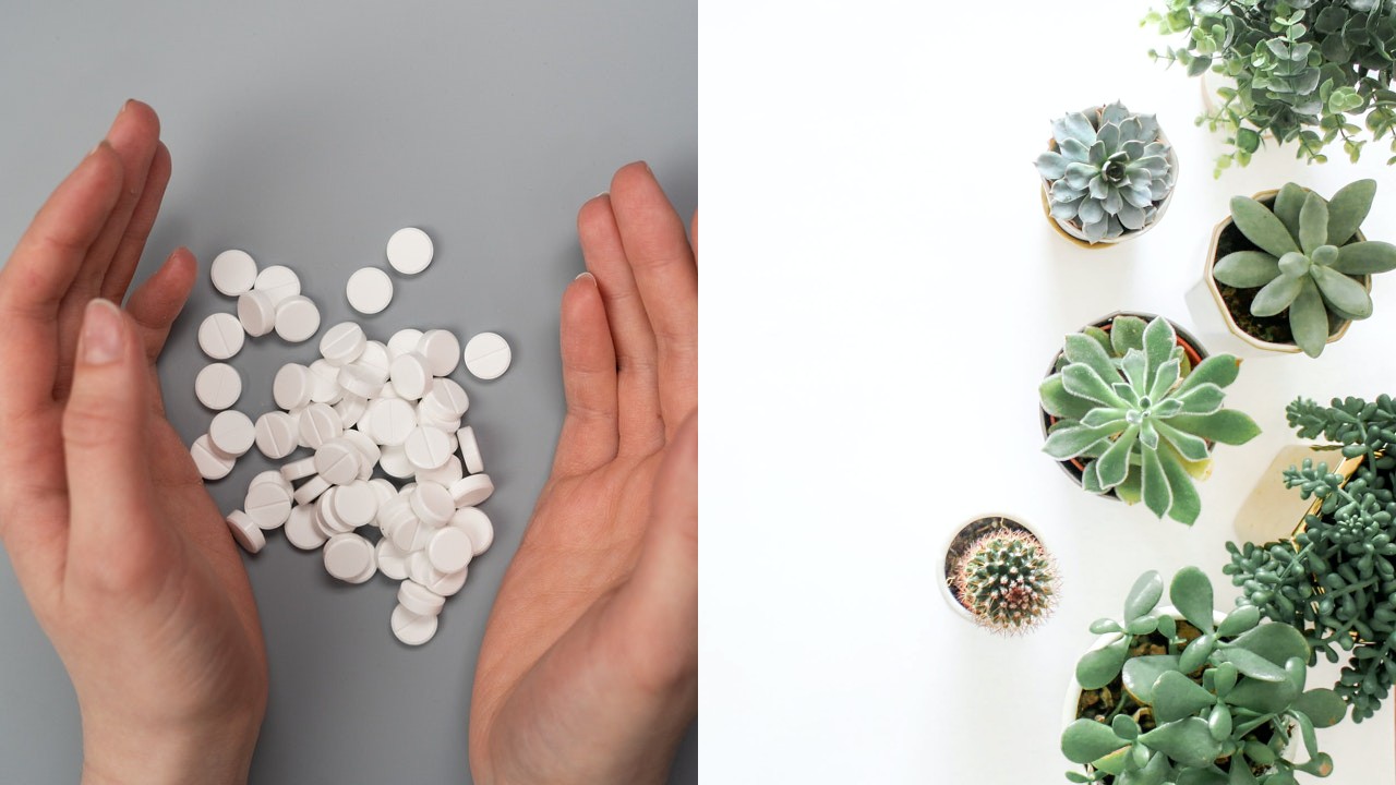 plantas suculentas trucos con aspirina