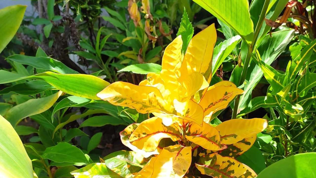 jardinería que hacer con hojas amarillas