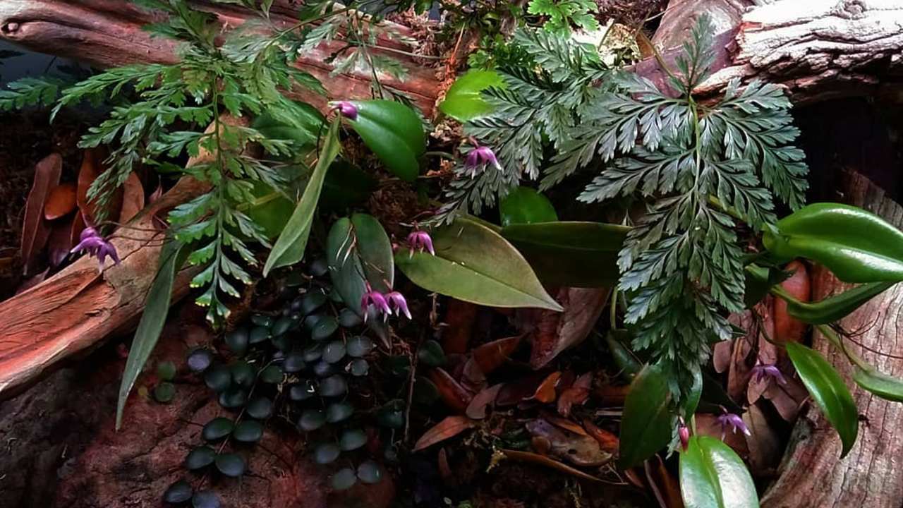 plantas prehistóricas cuáles son