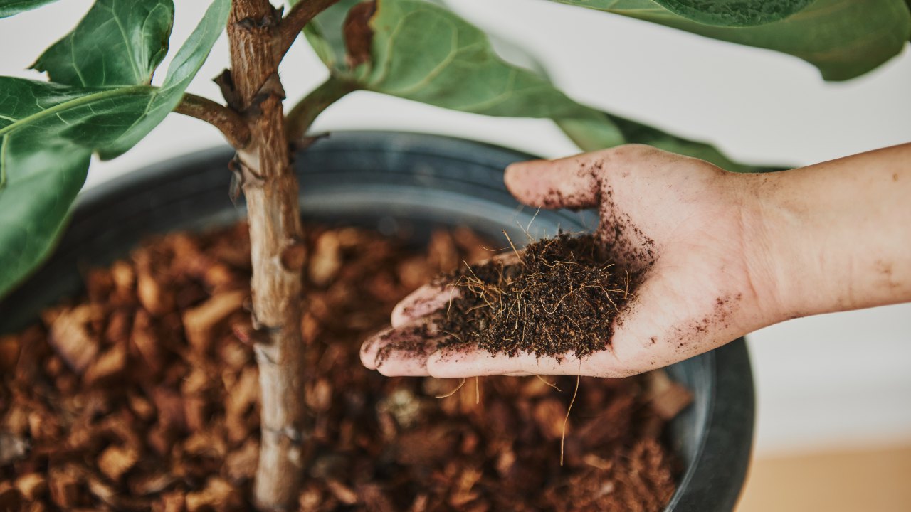 recomendaciones de fertilizantes naturales