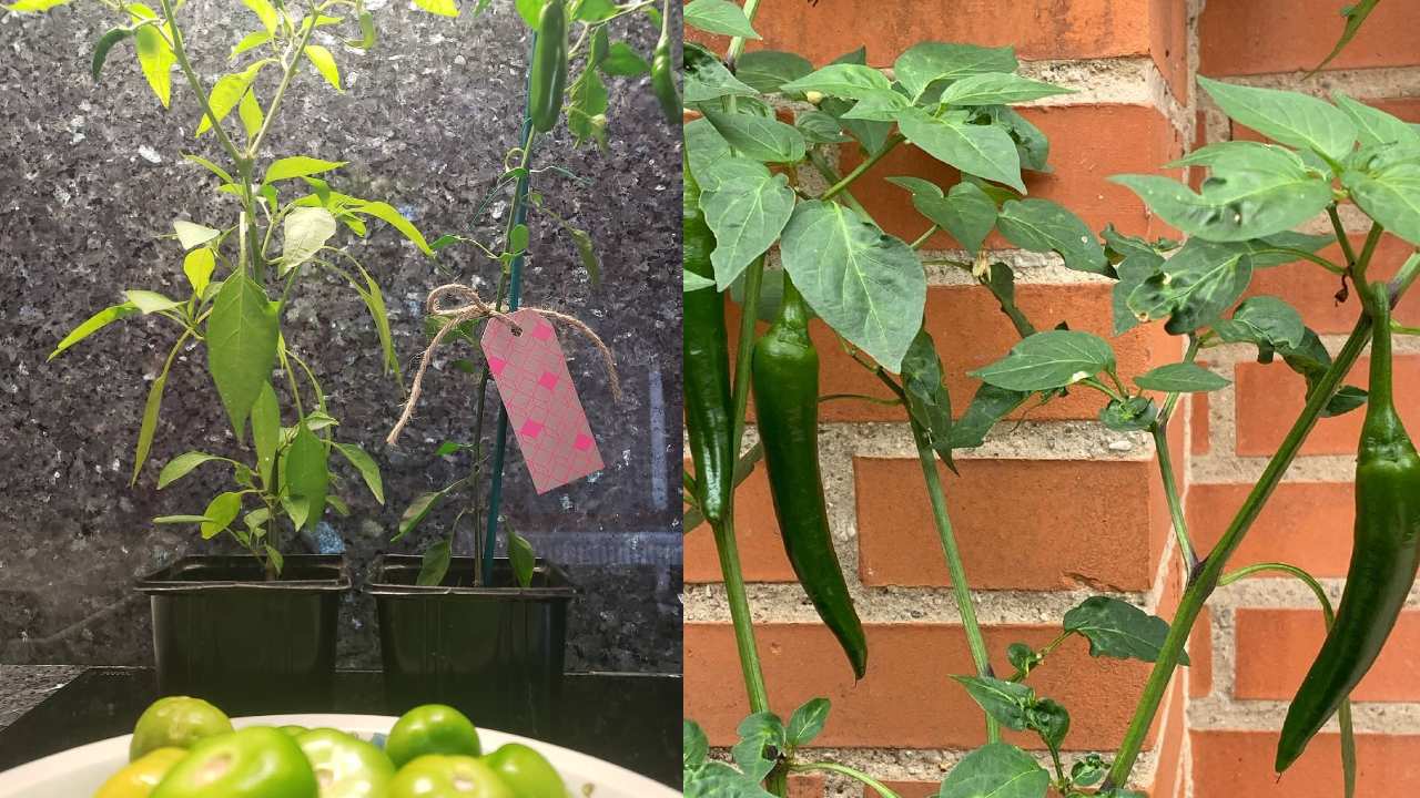cómo cultivar chiles serranos en maceta