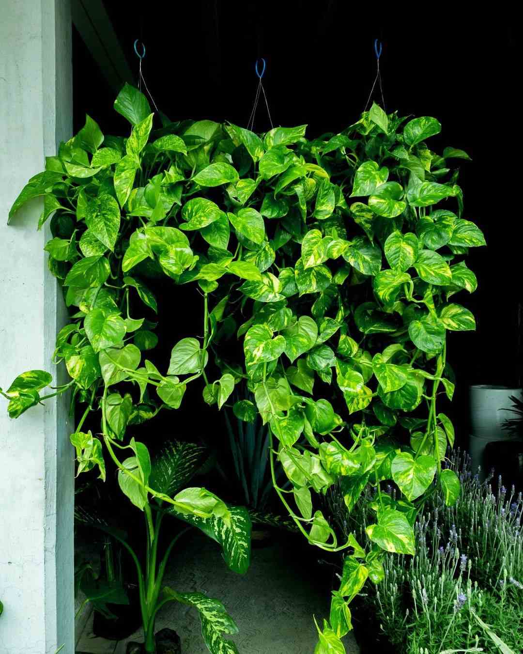 plantas de interior potos esquejes