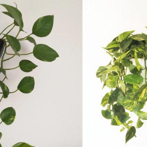 planta teléfono macetas como tener en casa