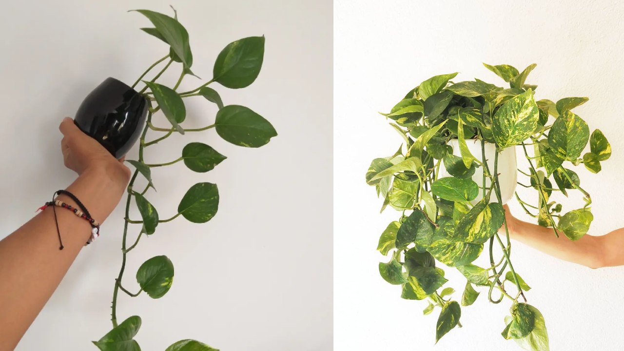 planta teléfono macetas como tener en casa