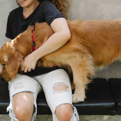 Aromatizante casero para eliminar el olor a perro