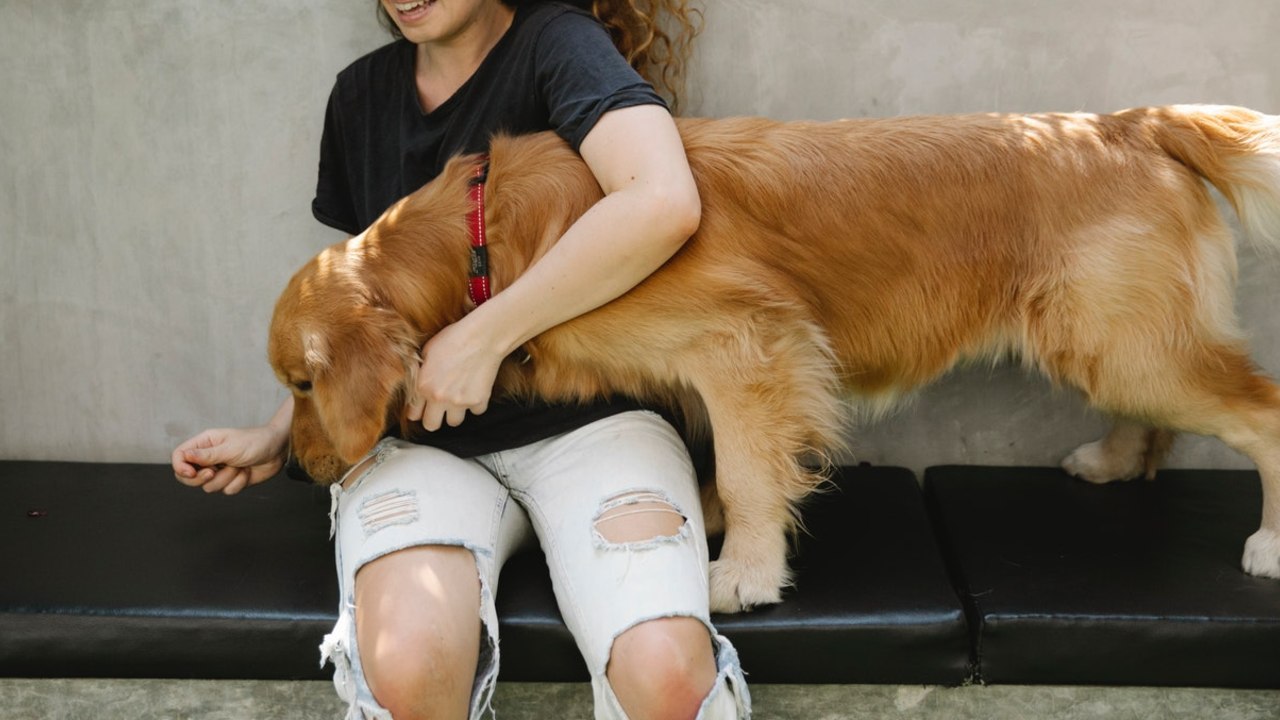 Aromatizante casero para eliminar el olor a perro