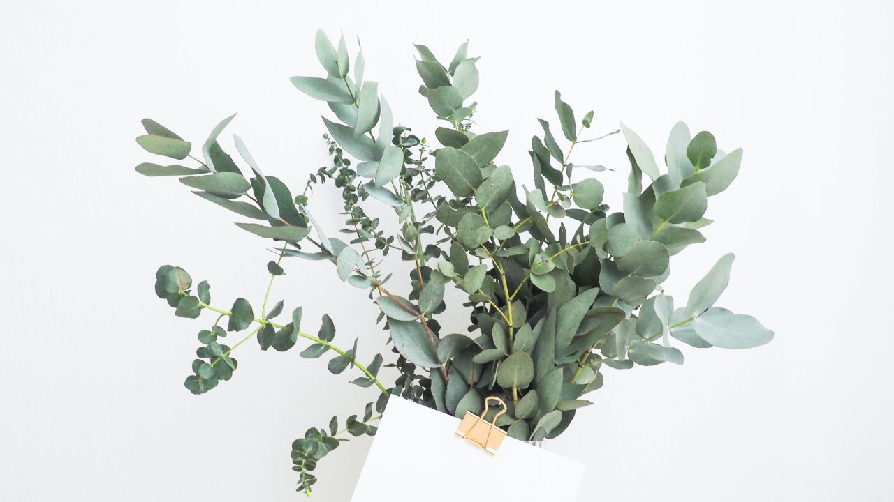 Beneficios del eucalipto