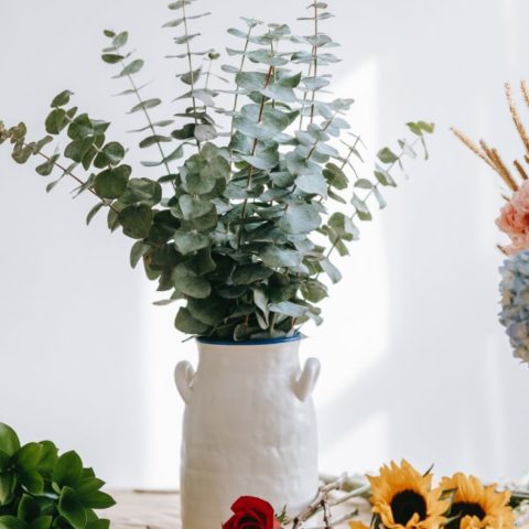 Beneficios del eucalipto