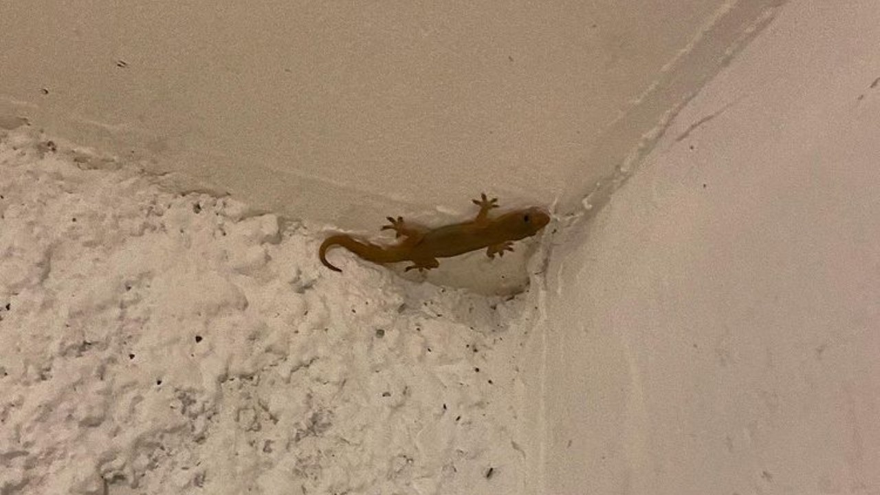 repelente casero para ahuyentar a las cuijas lagartijas reptiles