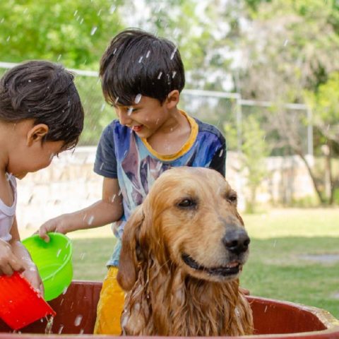 como limpiar a un perro sin bañarlo sin usar agua