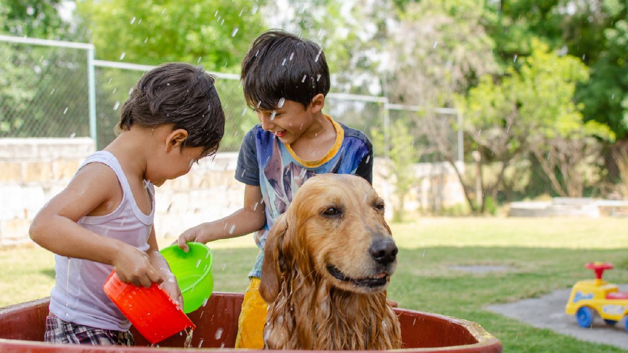 como limpiar a un perro sin bañarlo sin usar agua
