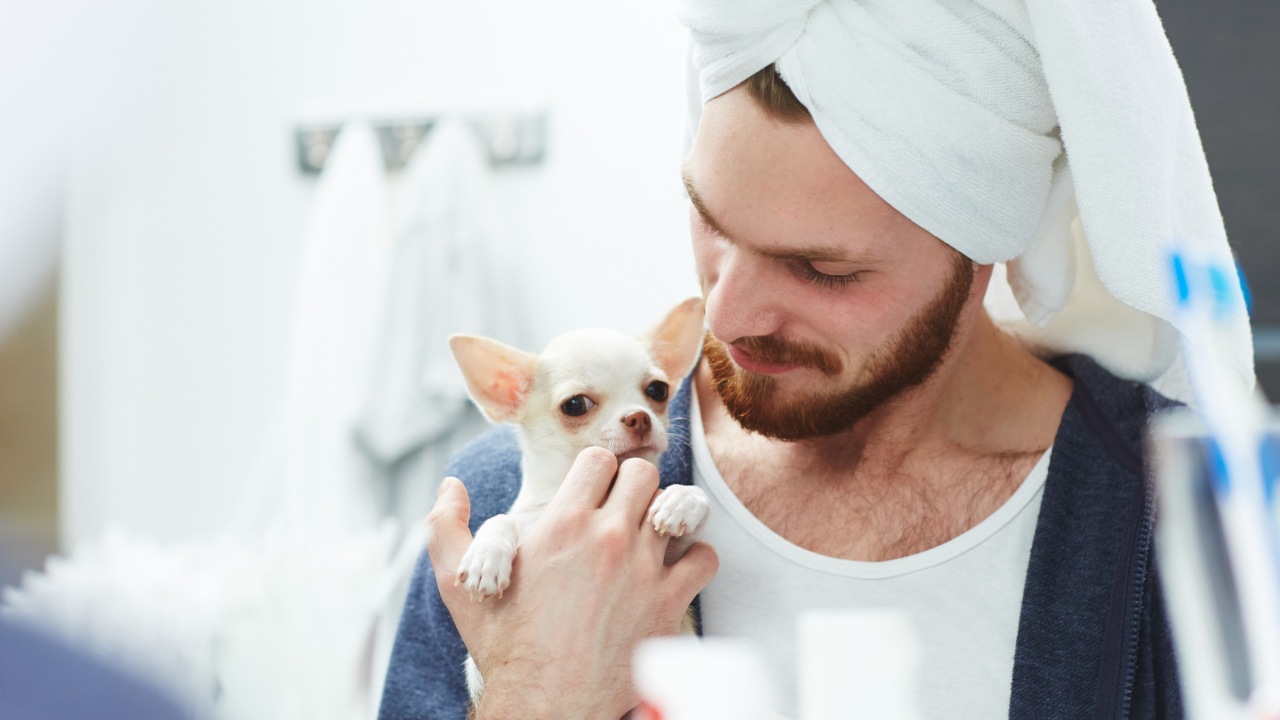 perros grandes razas pequeñas como lavarlos en seco