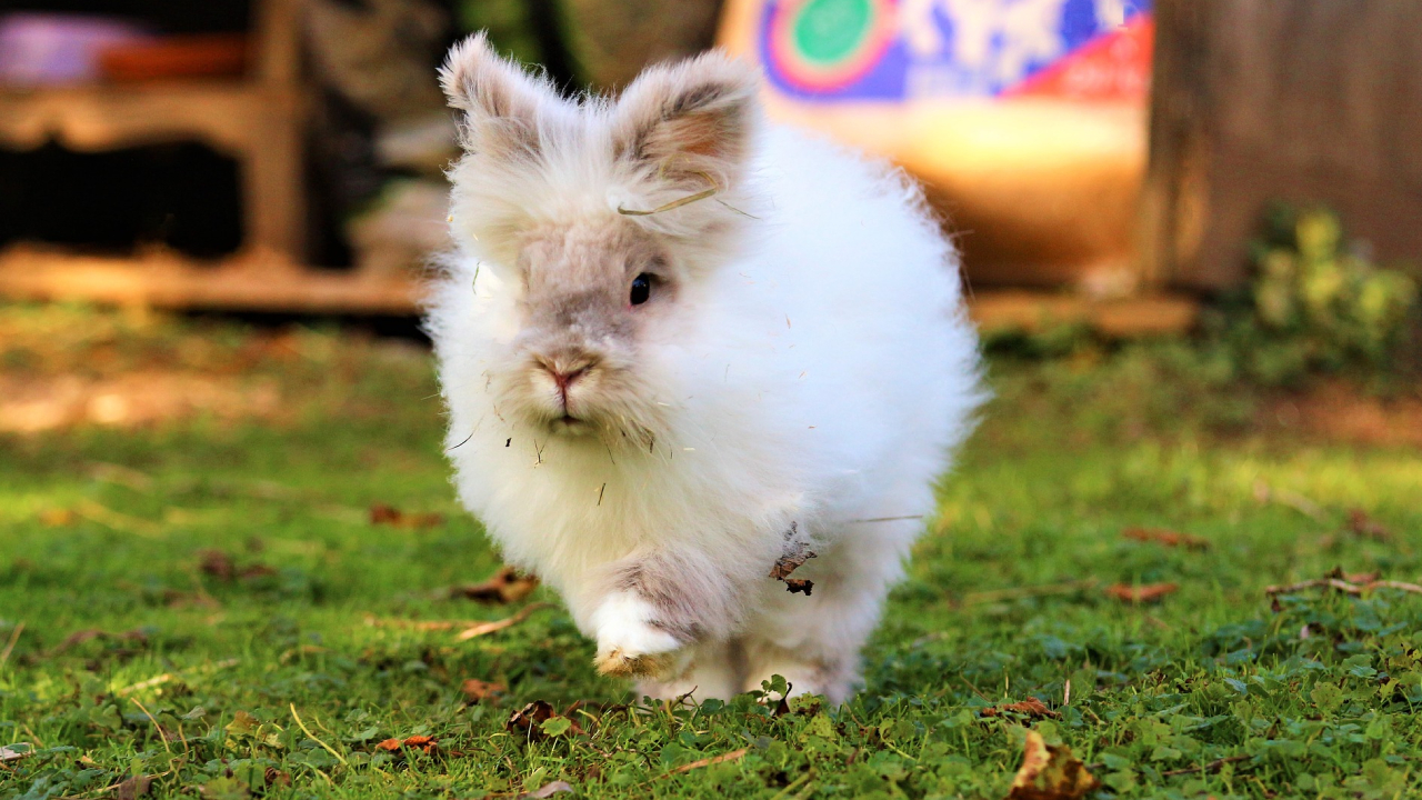 También puedes preguntar en la tienda de mascotas las necesidades de tu próximo amiguito