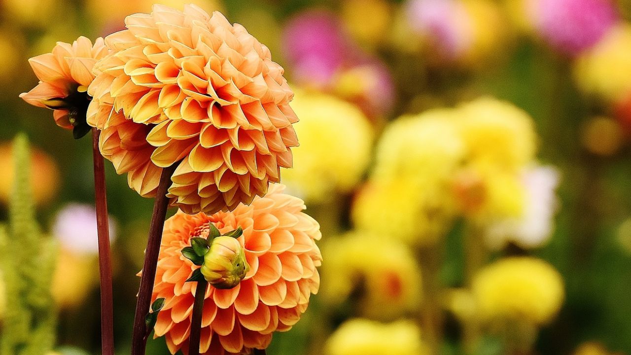 Como-cuidar-dalias-en--tu-hogar