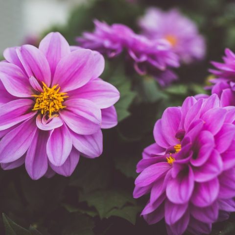 Como-cuidar-dalias-en-casa