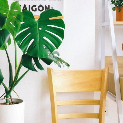 cómo cuidar una monstera deliciosa