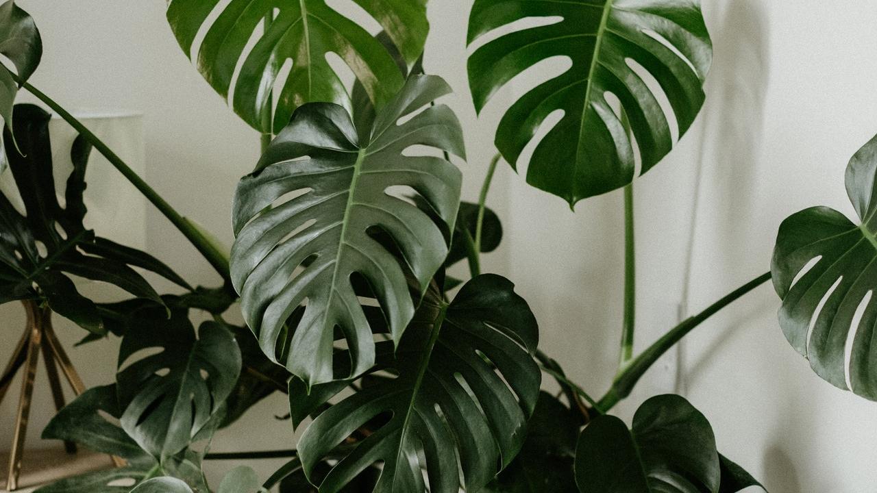 cuidados de una planta qué hacer