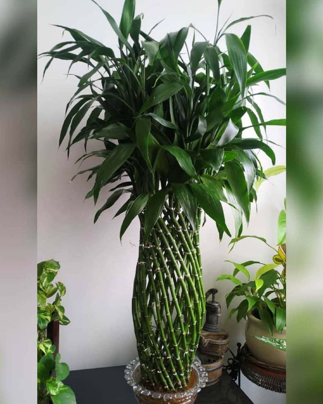 plantas cómo hacer bambú trenzado