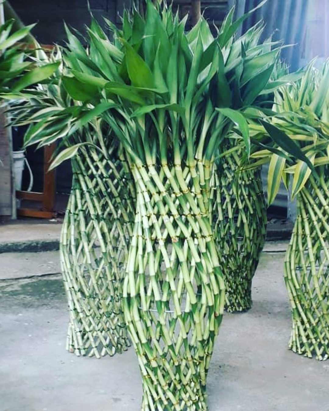 plantas de interior bambu de la suerte trenzado