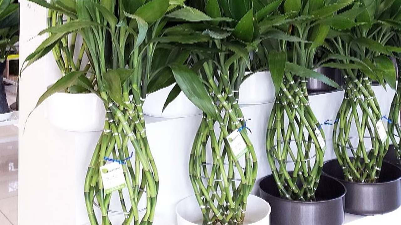 jardineria tips para bambú de la suerte