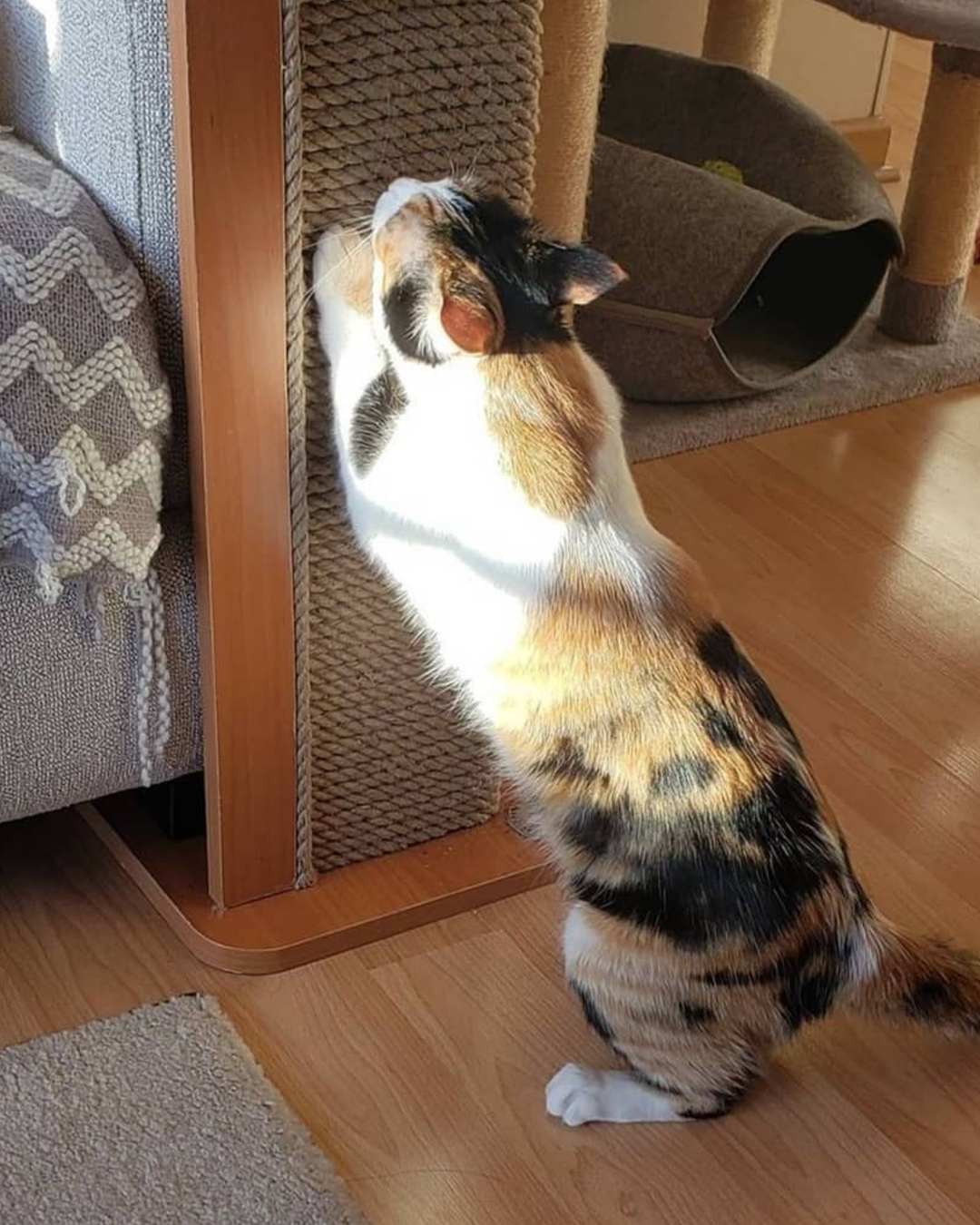 felino feliz rascando una madera