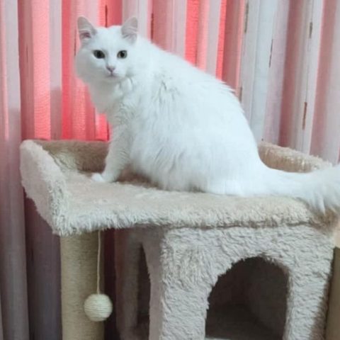 cómo hacer rascadores para gatos caseros