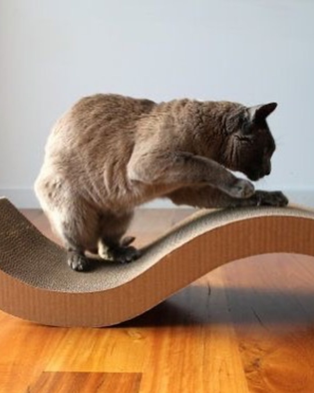 gato en cajita hecha de cartón