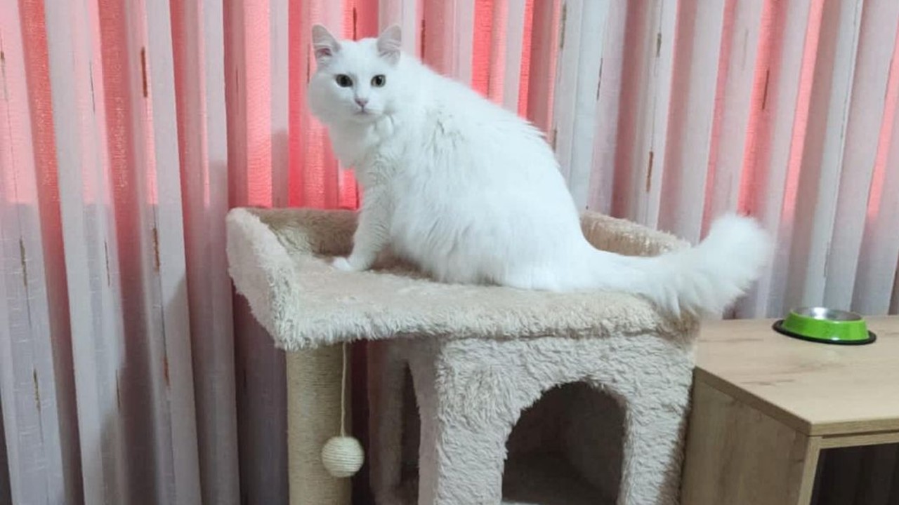 cómo hacer rascadores para gatos caseros