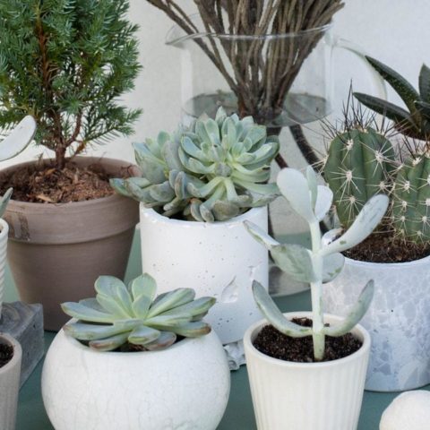 como limpiar cactus y terrario