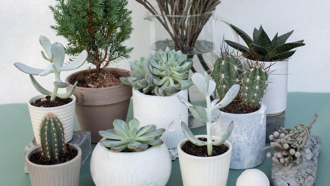 como limpiar cactus y terrario