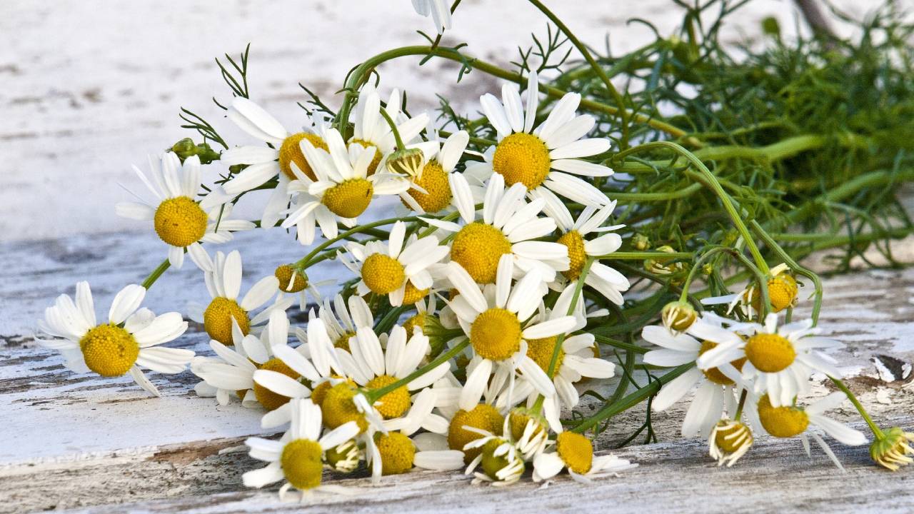 Cultiva manzanilla con unas bolsitas de té