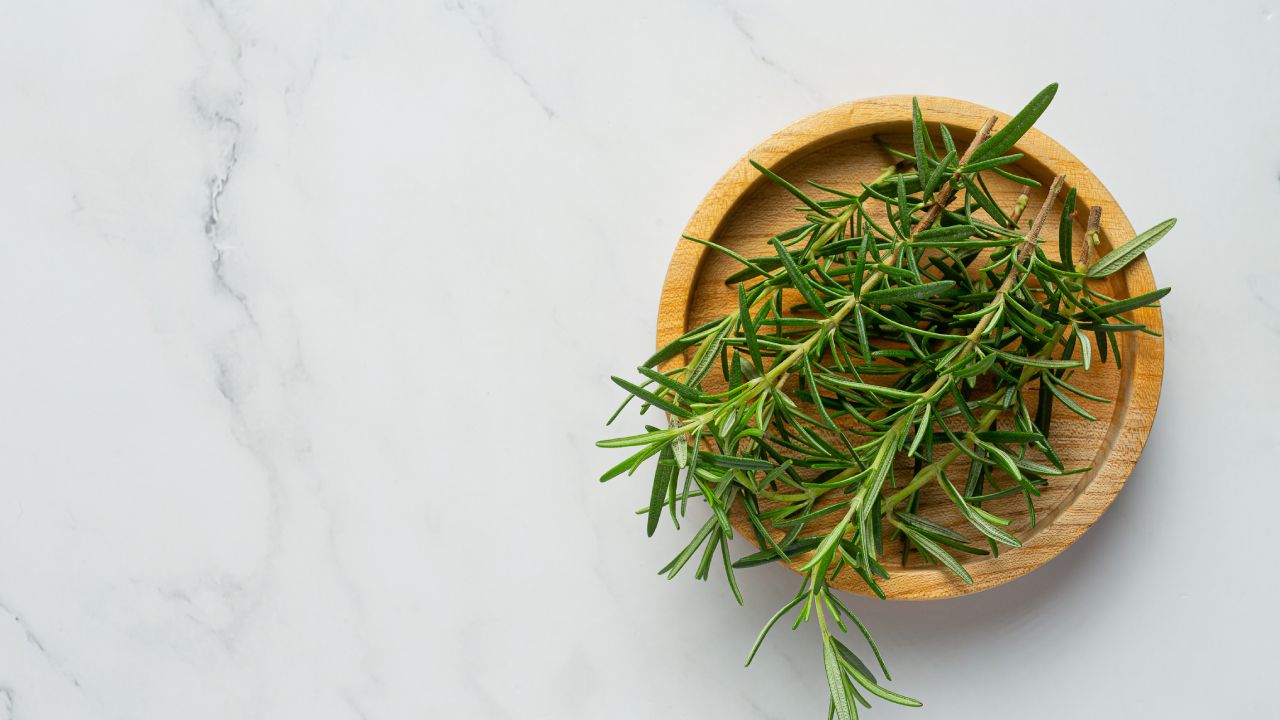 Cultivar romero en agua