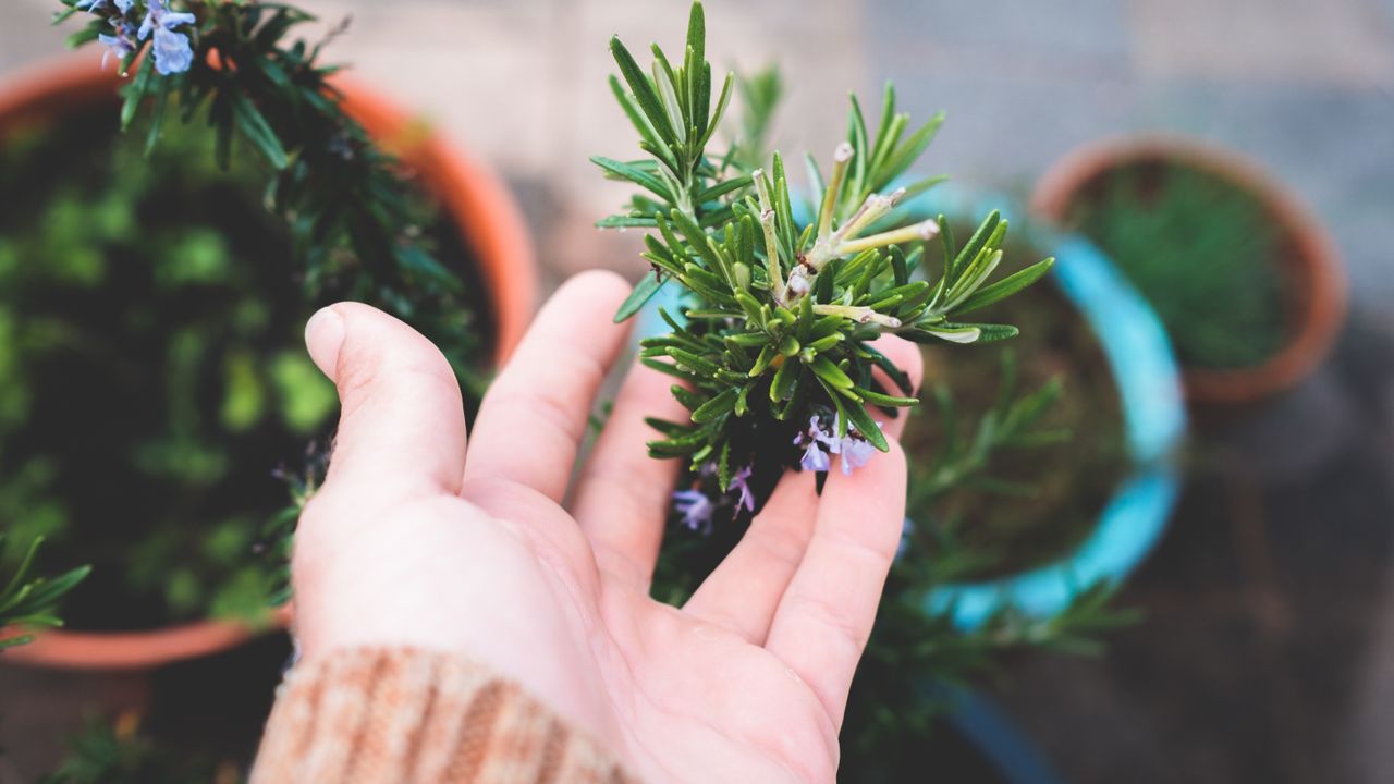 Cultiva romero en tu hogar