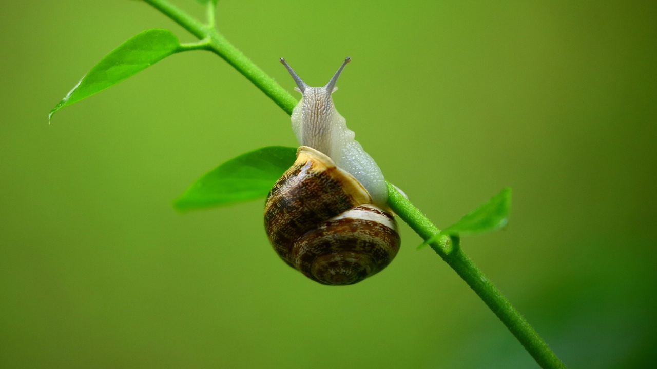 significado espiritual de encontrar caracoles en casa