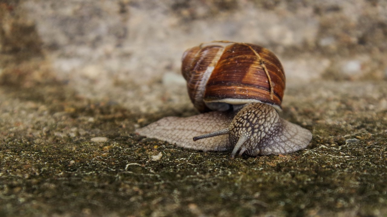 cual es significado de encontrar caracoles en casa