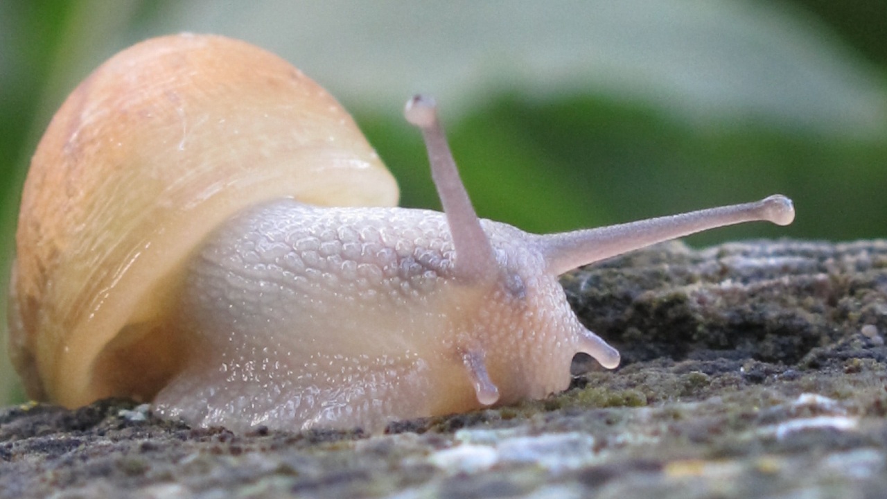 que significa encontrar caracoles en casa