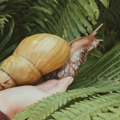 significado espiritual de encontrar caracoles