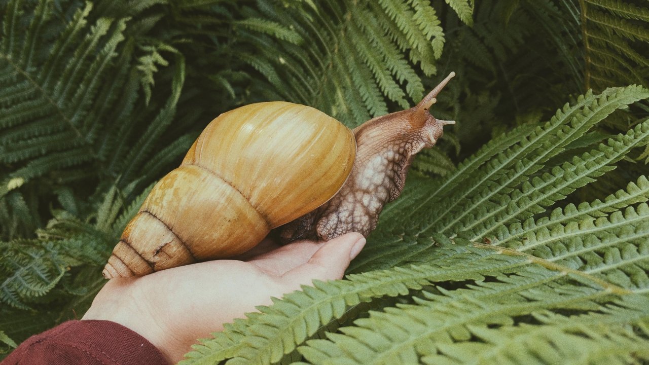 significado espiritual de encontrar caracoles