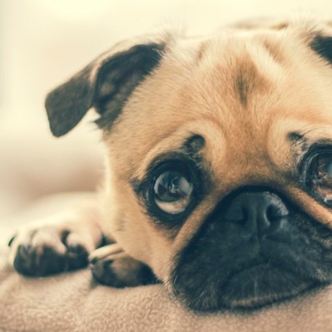 perros pug padecen de sindrrome de down