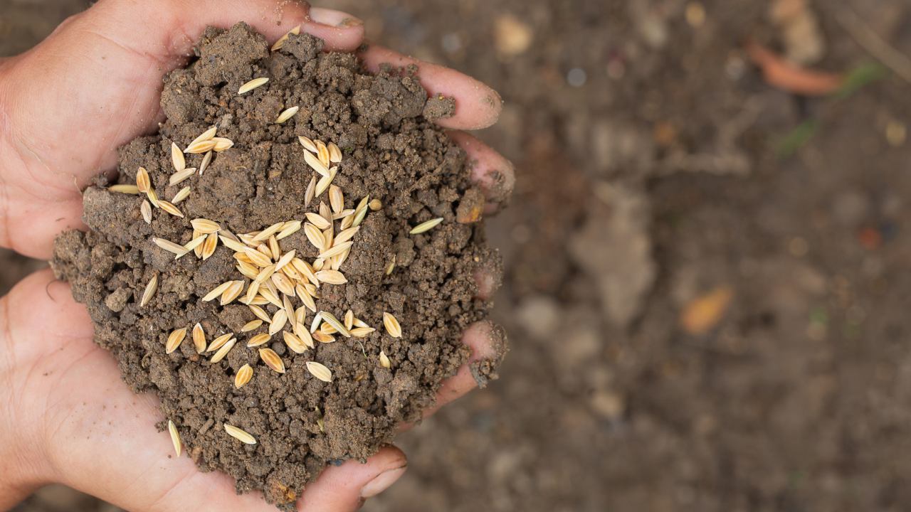 jardinería consejo de abono casero