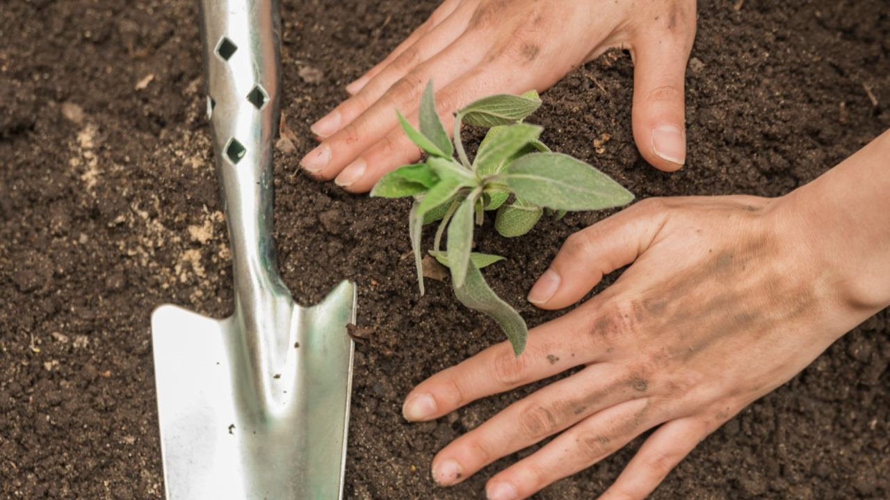 jardinería cómo hacer en casa fertilizante con arroz