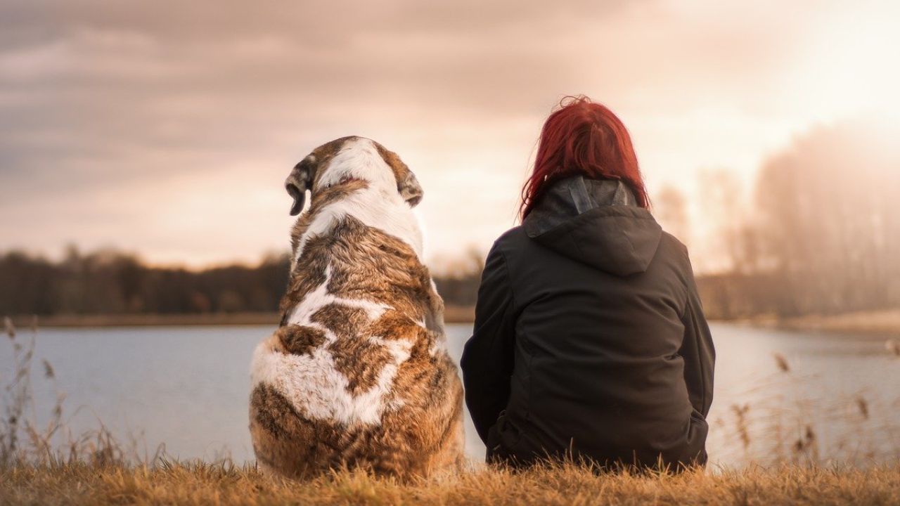 Heces-de-perro-son-peligrosas (1)
