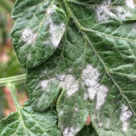 plantas y sus hongos comunes